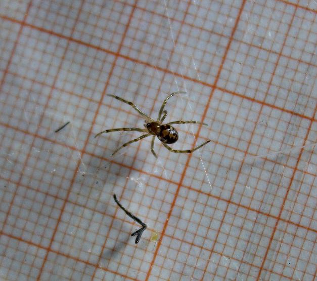 Steatoda triangulosa